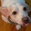 A beagle looks up at the camera with its tongue out