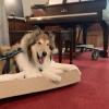 A collie sits on a dog bed at a church next to the piano