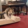 A collie sits on a dog bed at a church next to the piano