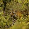 Bengal tiger walking through the jungle