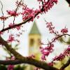 Pink blossoms in focus with the Cornell tower blurry in the background