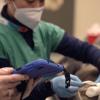 Surgeons prep for surgery on a pig at Cornell