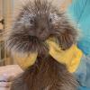 young porcupine