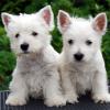Two white westie puppies