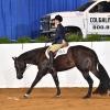 Nicolazzo riding Wrangler at a horse show