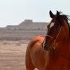 Arabian horse