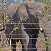 An African savanna elephant confronted with a veterinary fence in 'KAZA', or the Kavango Zambezi Transfrontier Conservation Area in southern Africa. (Photo: AHEAD / M. Atkinson)