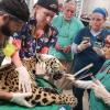 CVM Veterinarians treat a jaguar in Belize in January. 