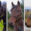 Three Warmblood mares, Hallecara, J'ai Donne, and Emerald's Way