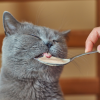 Cat eating food in a spoon