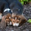 Two beagle puppies sniffing the ground
