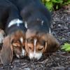 Two beagle puppies sniffing the ground