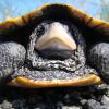 a diamondback terrapin turtle