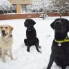 Three Labrador Retrievers play in the snow.