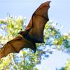 fruit bat flying