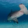 hammerhead shark: heals faster, resists cancer better than humans