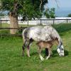 Horse and foal appear in a field  with greenhouses in background