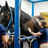 A horse in the veterinary hospital