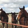 horses standing at a fence