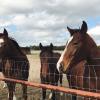 horses standing at a fence