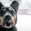 A stock photo of a black and brown dog's face covered in snow