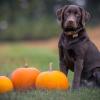 Stock photo of a chocolate Labrador seated upright in a field next to three pumpkins in fall