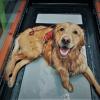 A golden retriever sitting in a water treadmill with a harness on, gazing up at the camera