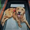 A golden retriever sitting in a water treadmill with a harness on, gazing up at the camera