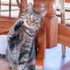 A tabby cat seated beneath a chair, lifting its paw playfully