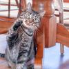 A tabby cat seated beneath a chair, lifting its paw playfully