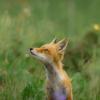 red fox in a field