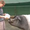 A veterinarian feeding a Hampshire pig