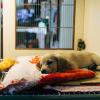 A fawn-colored puppy lying on a blanket in an animal shelter