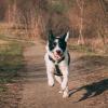 Stock photo of a black and white border collie running towards the camera on a dirt path