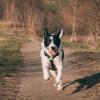 Stock photo of a black and white border collie running towards the camera on a dirt path