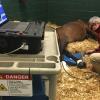 Dr. John Pigott performs regenerative laser therapy on a recumbant horse. 