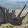 Black rhino