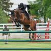 A sport horse jumping an obstacle