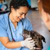 Doctor interacting with dog in Maddie's Shelter Medicine Program