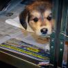 A shepherd puppy looks out from a cage door