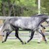 Trademark the horse trotting in a paddock