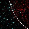 light-activated chemical probes developed by the Chang Laboratory were used to selectively turn off inflammatory activities of immune cells that were irradiated with light, denoted by the dotted line. Irradiated cells are shown in red, and inflammatory mo