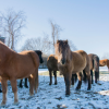 icelandic horse herd