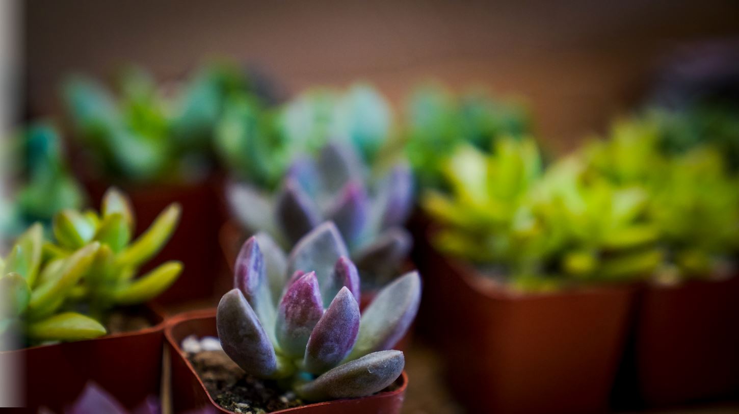 close up of succulent plants