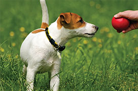 Terrier playing with red ball