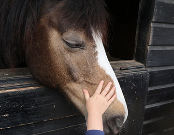 Hand petting head of horse