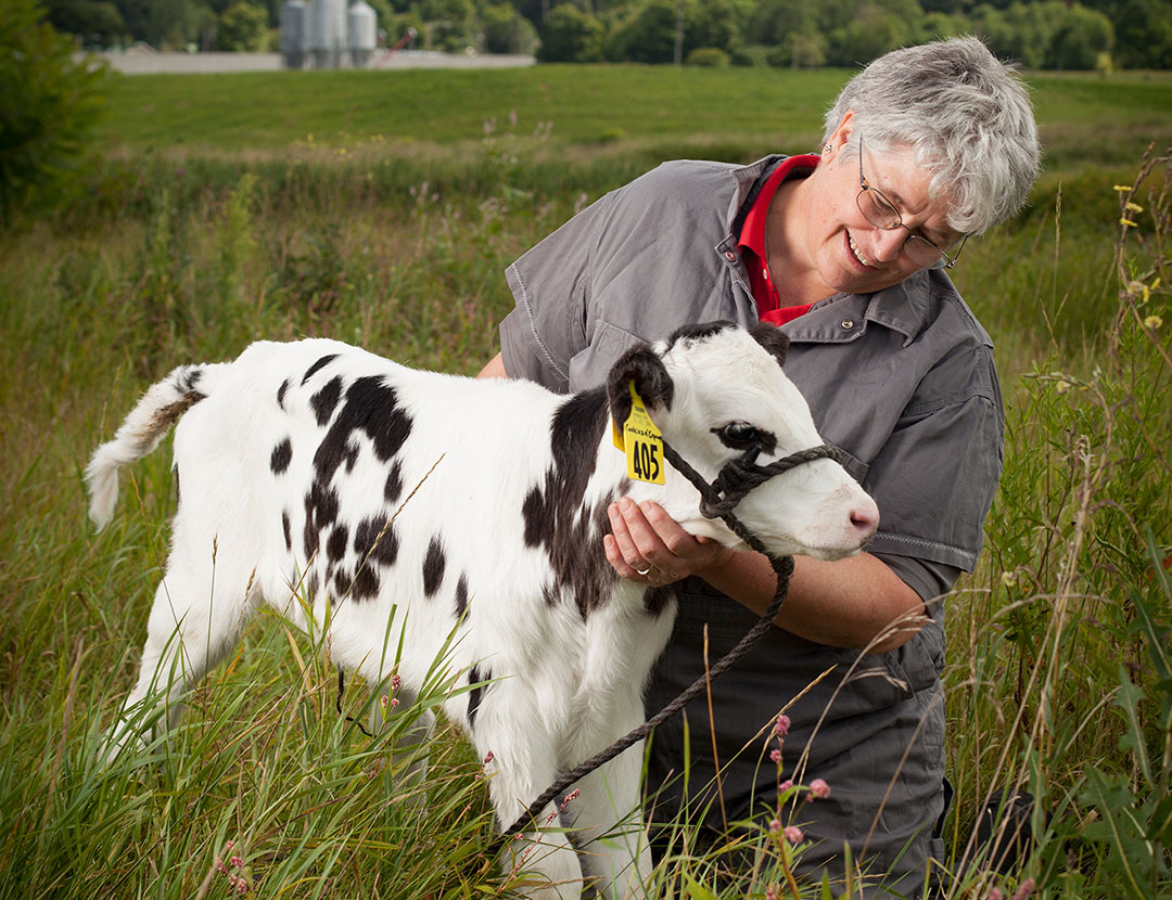 Thompson in a field with a calf