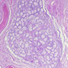microscopic image of dyed cells