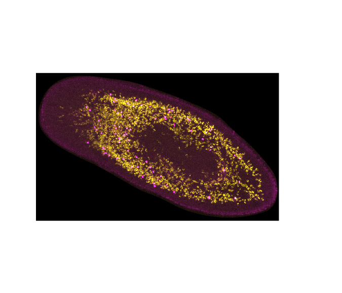 microscopic image of a planarian