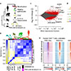 Gene map
